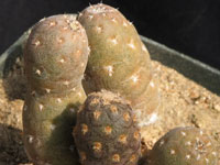 Pterocactus araucanus