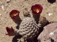 Pterocactus araucanus