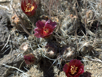 Pterocactus araucanus