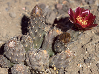 Pterocactus araucanus