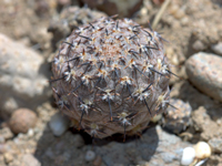 Pterocactus araucanus