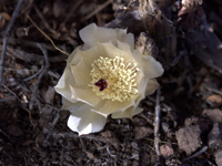 Pterocactus reticulatus