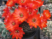 Rebutia pygmaea f. atrovirens