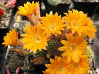 Rebutia einsteinii var. elegans