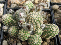 Rebutia einsteinii var. gonjianii