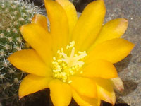 Rebutia fabrisii var. aureiflora