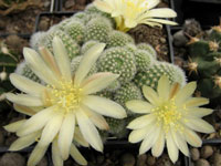 Rebutia fabrisii var. nana