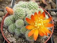 Rebutia fabrisii var. nana