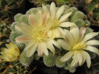 Rebutia fabrisii var. nana