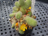 Rebutia fabrisii