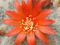 Rebutia fabrisii