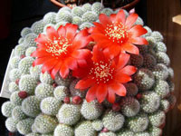 Rebutia fabrisii var. nana