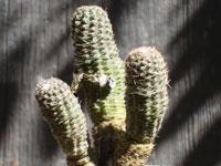 Rebutia gonjianii