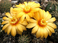 Rebutia gonjianii