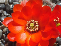 Rebutia huasiensis