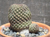 Rebutia krugerae