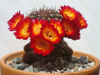 Rebutia krugerae