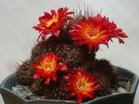 Rebutia krugerae