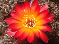 Rebutia krugerae