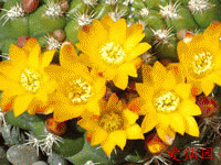 Rebutia neocumingii f. brevispina