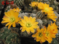 Rebutia pygmaea var. diersiana