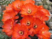 Rebutia pygmaea var. iscayachensis