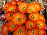 Rebutia steinmannii subsp. brachyantha