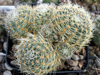 Rebutia steinmannii var. christinae