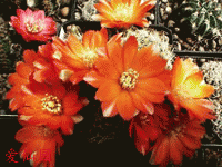 Rebutia steinmannii var. christinae