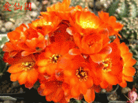 Rebutia steinmannii var. rauschii