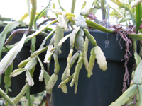 Rhipsalis micrantha f. rauhiorum