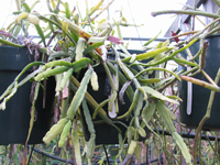 Rhipsalis micrantha f. rauhiorum