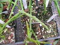 Rhipsalis pacheco-leonis subsp. catenulata