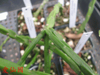 Rhipsalis pacheco-leonis subsp. catenulata