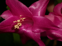 Schlumbergera kautskyi