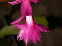 Schlumbergera kautskyi