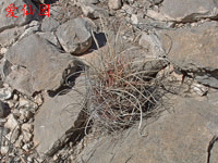 Sclerocactus uncinatus subsp. wrightii