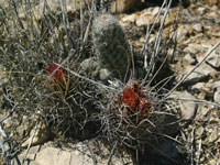 Sclerocactus uncinatus subsp. wrightii