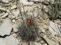 Sclerocactus uncinatus subsp. wrightii