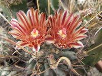 Sclerocactus uncinatus subsp. wrightii