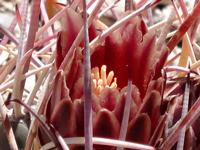 Sclerocactus uncinatus subsp. wrightii