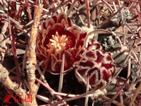 Sclerocactus uncinatus subsp. wrightii