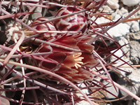 Sclerocactus uncinatus subsp. wrightii