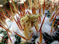 Stenocactus sulphureus