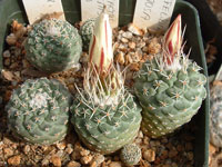 Strombocactus disciformis var. seideli