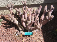 Tephrocactus articulatus var. diadematus