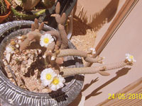 Tephrocactus articulatus var. diadematus