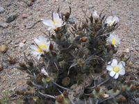 Tephrocactus articulatus var. oligacanthus