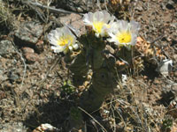 Tephrocactus articulatus var. papyracanthus