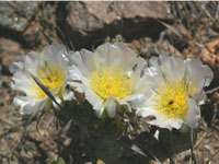 Tephrocactus articulatus var. papyracanthus